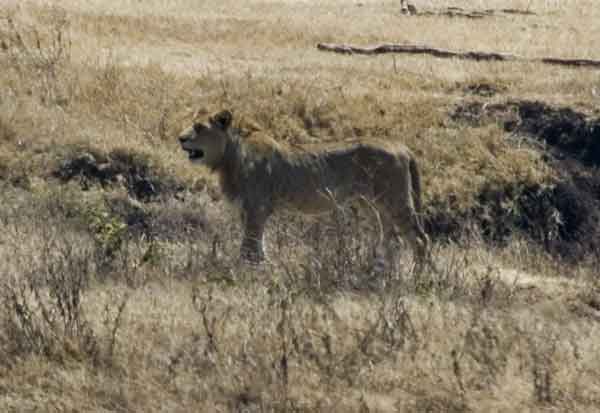 11 - Tanzania - Leon - crater del Ngorongoro